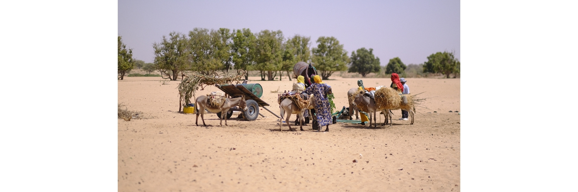 Des réfugiés soudanais au Tchad transportant leurs effets personnels sur des ânes.
