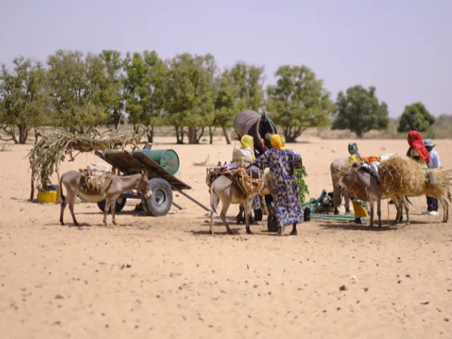 Des réfugiés soudanais au Tchad transportant leurs effets personnels sur des ânes