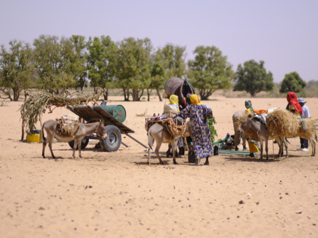 Des réfugiés soudanais au Tchad transportant leurs effets personnels sur des ânes