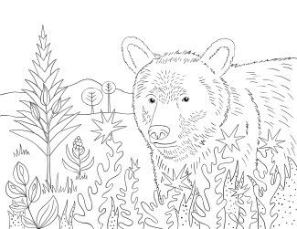 Ours dessins | Maude Pelletier